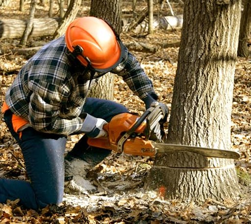 Tree Removal in Silver Point, TN